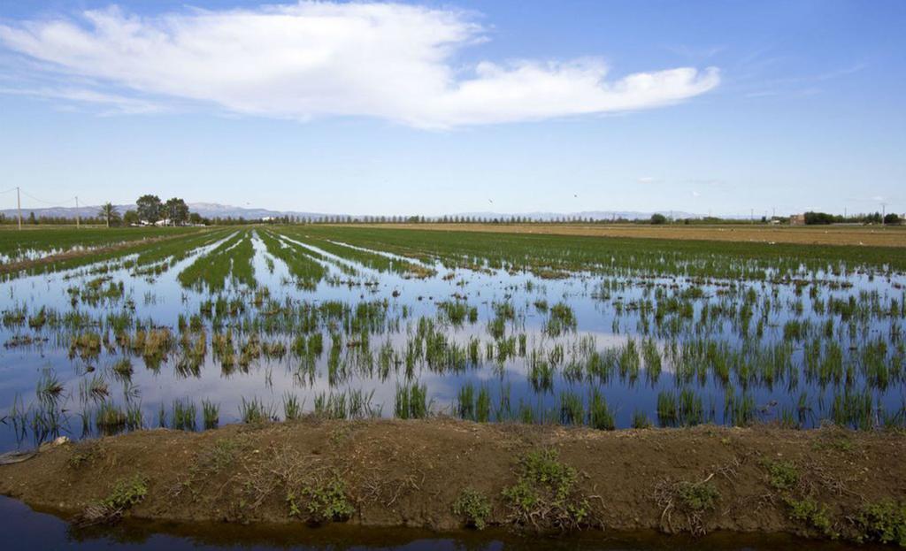 Mi Apartamento En El Delta Del Ebro 代尔特布雷 外观 照片